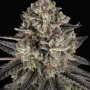 Семена конопли Blue Dream от Barney's Farm